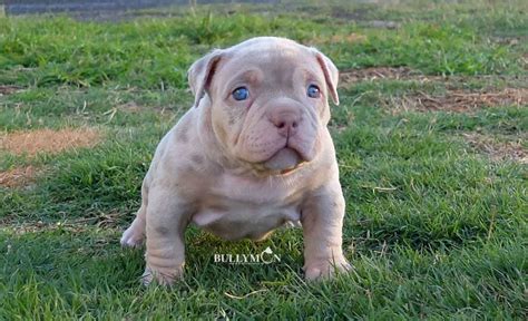 It typically will have short, sleek fur and patches of merle coloring dark grey or blue-ish patches throughout its coat. . Lilac tri merle bully